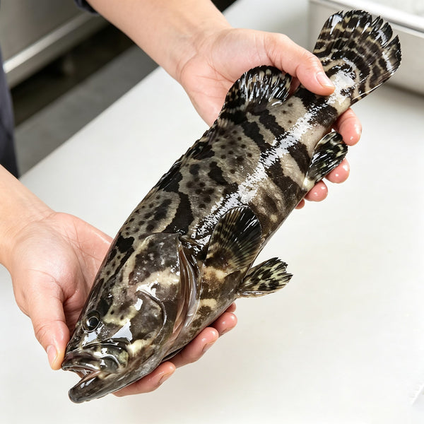 Premium Whole Frozen Grouper